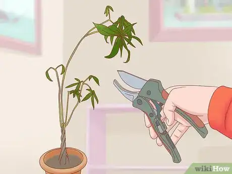 Imagen titulada Prune a Money Tree Step 1