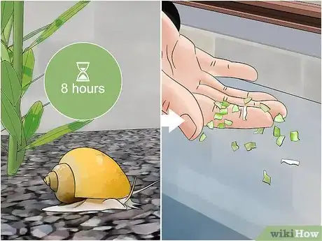 Imagen titulada Care for Mystery Snails Step 9