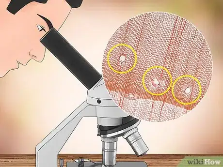 Imagen titulada Identify Petrified Wood Step 7