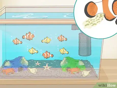Imagen titulada Care for a Clown Fish Step 18