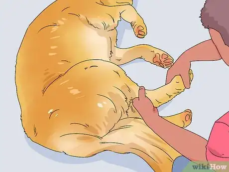 Imagen titulada Build a Dog's Muscles Step 11
