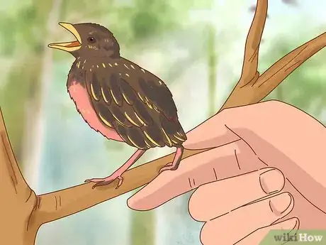 Imagen titulada Identify Baby Birds Step 4