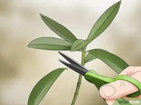 Imagen titulada Take Cuttings Step 7