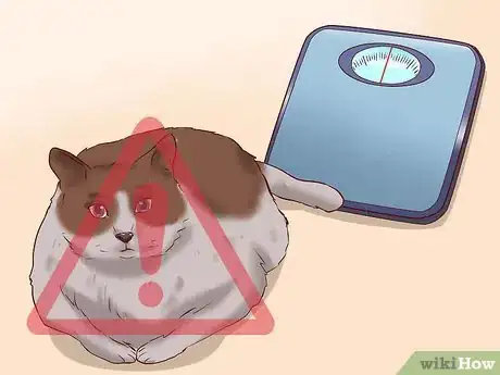 Imagen titulada Cure a Cat of Constipation Step 17