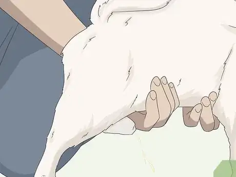 Imagen titulada Express a Paralyzed Dog's Bladder Step 13