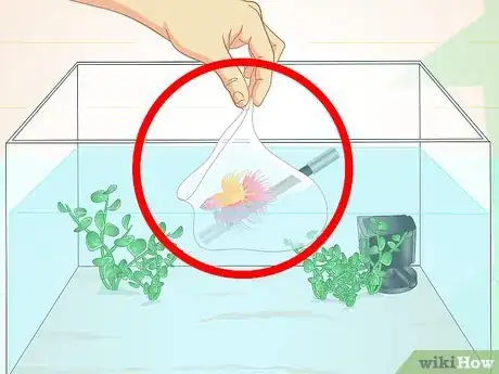 Imagen titulada Care for a Betta Fish in a Vase Step 14