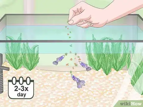 Imagen titulada Lower Your Nitrate_Nitrite Levels in Your Fish Tank Step 8