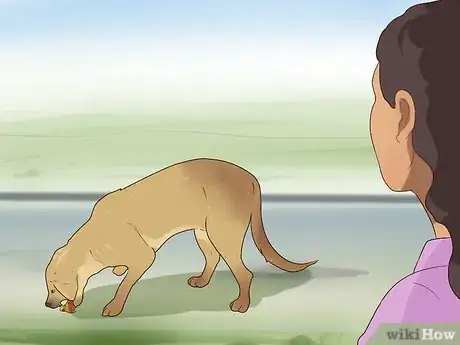 Imagen titulada Diagnose Tapeworms in Dogs Step 4