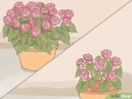 Imagen titulada Prune Begonias Step 2
