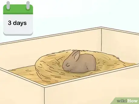Imagen titulada Care for a Baby Wild Rabbit Step 5