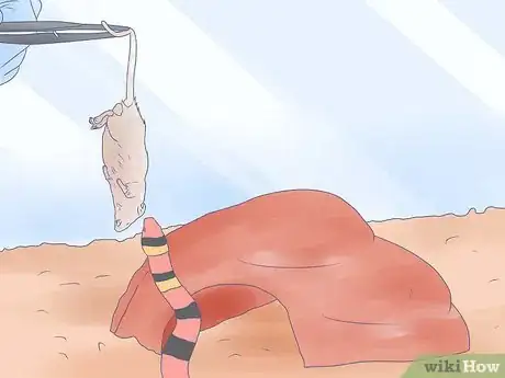 Imagen titulada Care for a Milk Snake Step 7