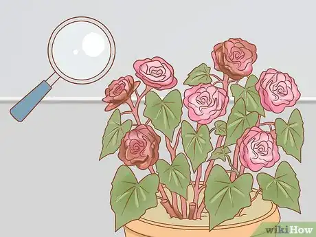 Imagen titulada Prune Begonias Step 5