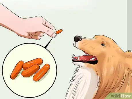 Imagen titulada Care for Shelties Step 10