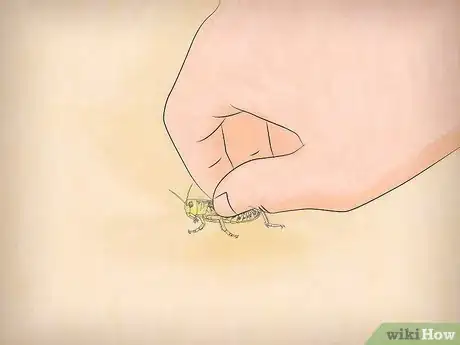 Imagen titulada Feed a Grasshopper Step 12