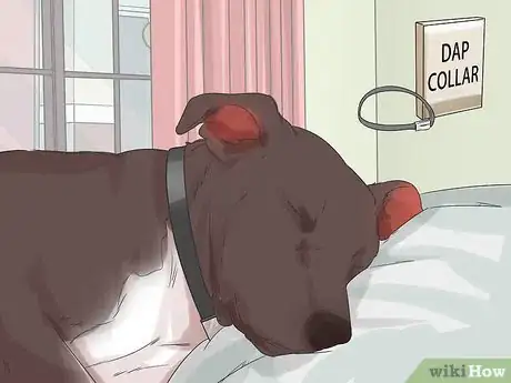 Imagen titulada Handle a Dog's Nightmares Step 8