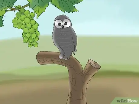 Imagen titulada Protect Grapes from Birds Step 15