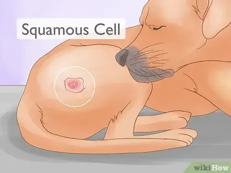 Imagen titulada Detect Skin Cancer in Dogs Step 10