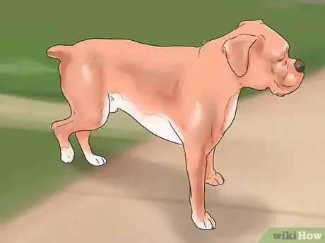 Imagen titulada Treat Neck Pain in Dogs Step 14