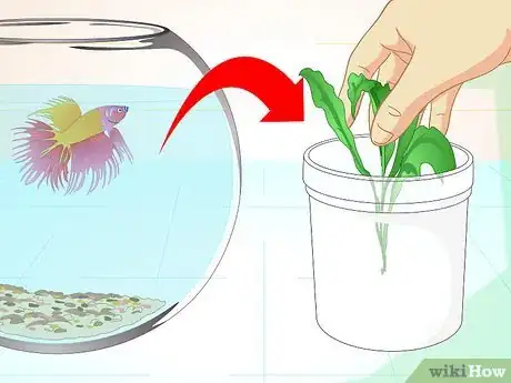 Imagen titulada Care for a Betta Fish in a Vase Step 13