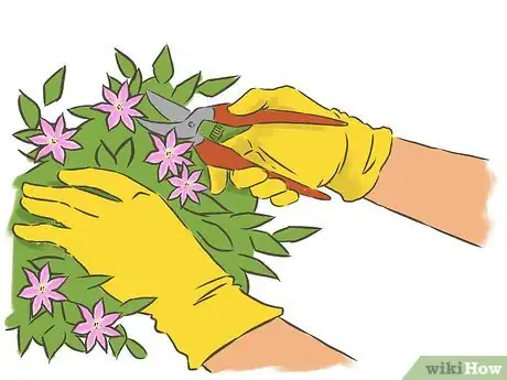 Imagen titulada Prune Clematis Step 3