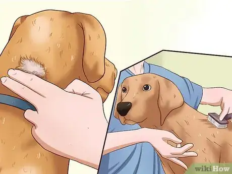Imagen titulada Administer a Vaccine to a Dog Step 6