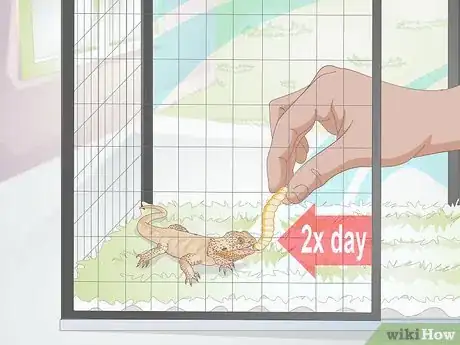 Imagen titulada Feed a Bearded Dragon Step 8
