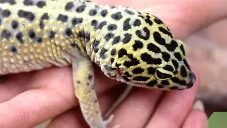 Imagen titulada Take Care of a Leopard Gecko That Won't Eat Step 5