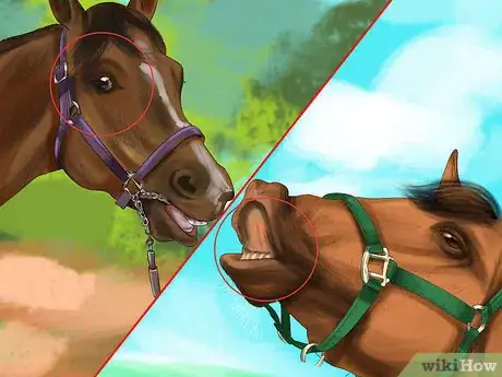 Imagen titulada Bond With Your Horse Using Natural Horsemanship Step 2