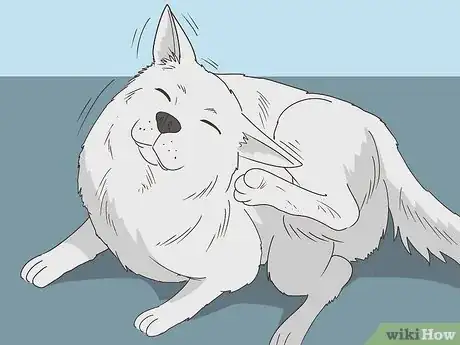 Imagen titulada Treat Aural Hematomas in Dogs Step 7