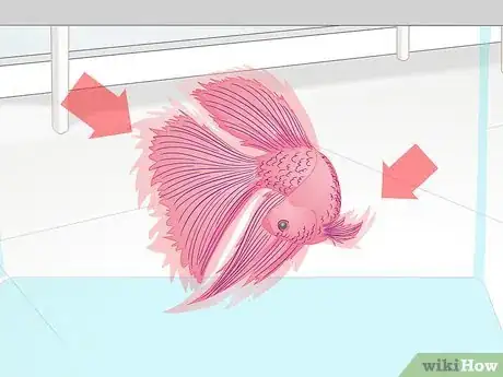 Imagen titulada Pick a Betta Fish Step 6