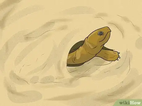 Imagen titulada Take Care of a Land Turtle Step 21