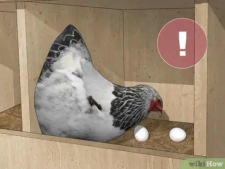 Imagen titulada Keep Chickens from Eating Their Own Eggs Step 8