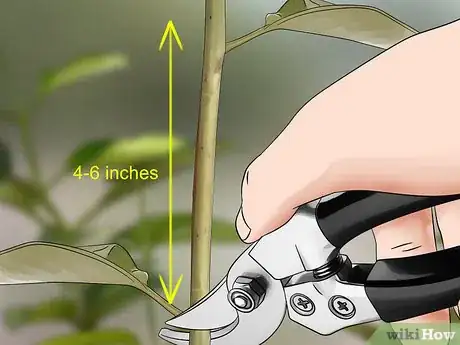 Imagen titulada Grow Jasmine from Cuttings Step 2