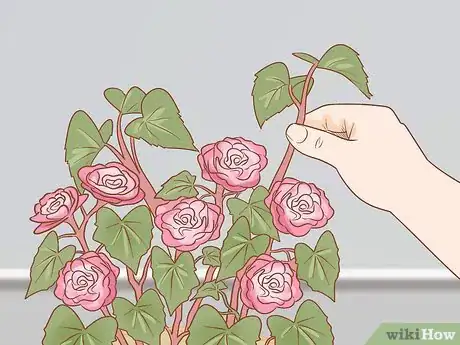 Imagen titulada Prune Begonias Step 7