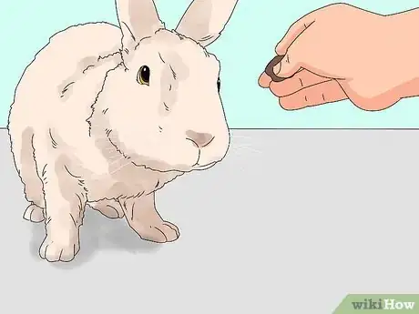 Imagen titulada Pick up a Rabbit Step 16