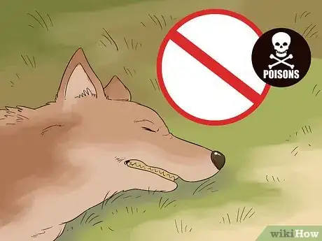 Imagen titulada Survive a Coyote Attack Step 13