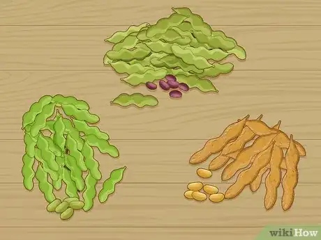 Imagen titulada Grow Soybeans Step 1