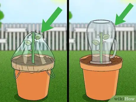 Imagen titulada Propagate Roses Step 10