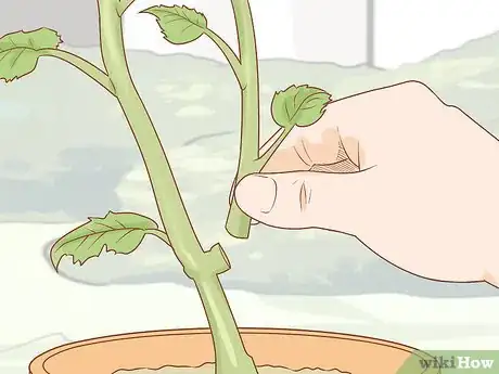 Imagen titulada Prune Begonias Step 1