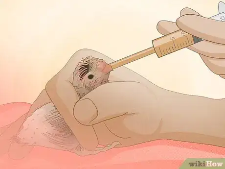 Imagen titulada Feed a Baby Budgie Step 6