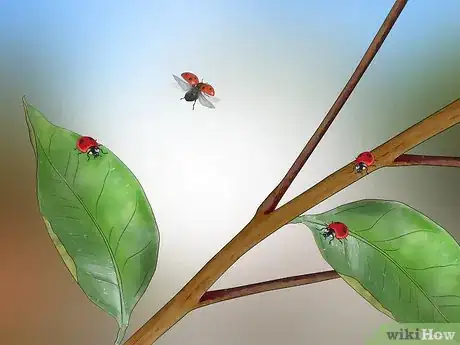 Imagen titulada Identify Beetles Step 15