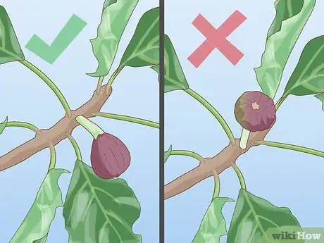 Imagen titulada Care for a Fig Tree Step 13