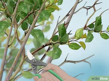 Imagen titulada Prune a Quince Tree Step 9