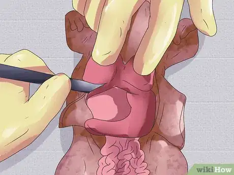 Imagen titulada Dissect a Frog Step 18