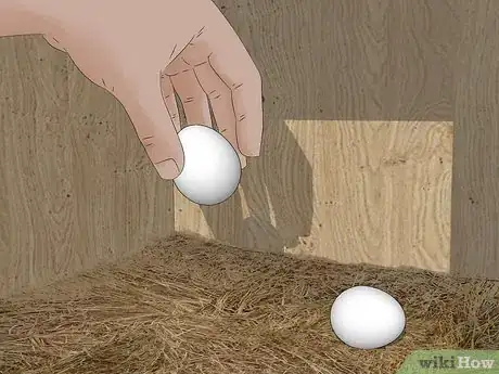 Imagen titulada Keep Chickens from Eating Their Own Eggs Step 9