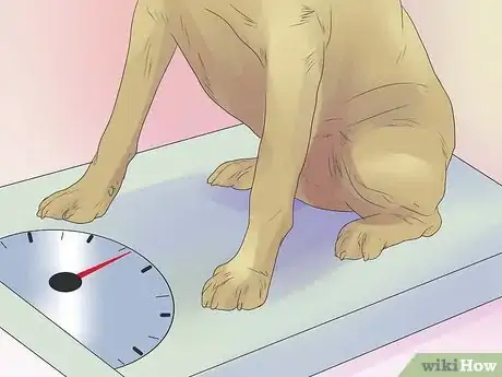 Imagen titulada Remove Ear Mites from a Dog Step 9