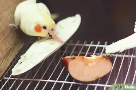 Imagen titulada Make Homemade Bird Food Step 12