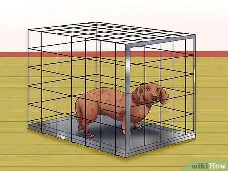 Imagen titulada Diagnose Back Problems in Dachshunds Step 4