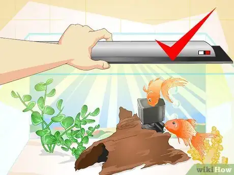 Imagen titulada Make a 5 Gallon Aquarium Interesting Step 20