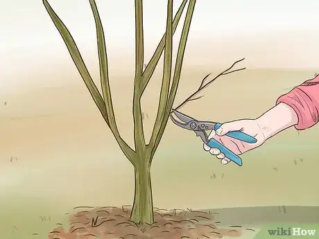 Imagen titulada Prune Pomegranate Trees Step 3